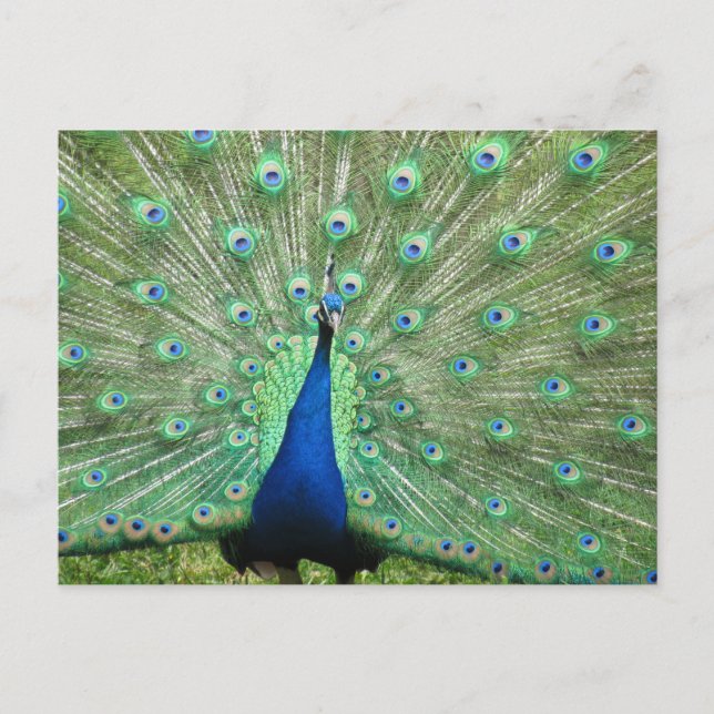 Postcard - Peacock with fanned tail (Front)