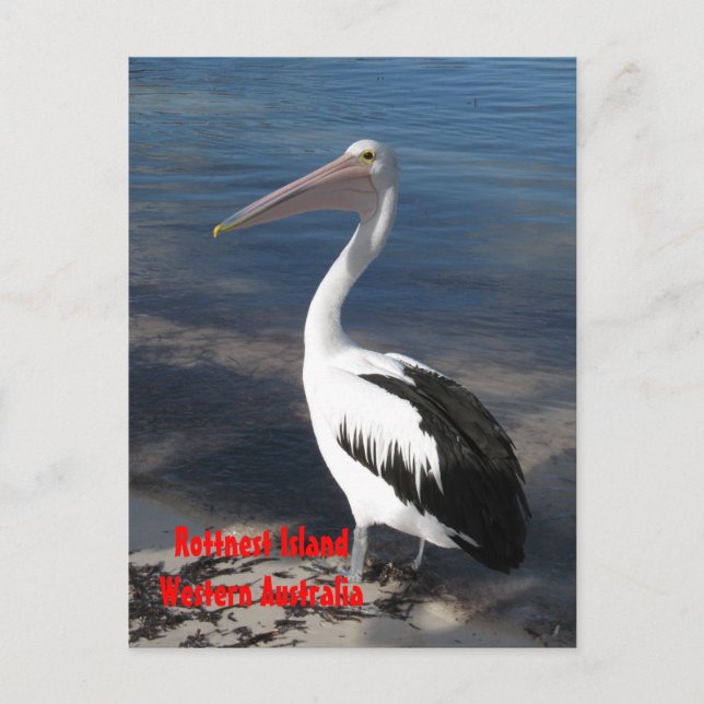 POSTCARD - Pelican (Front)