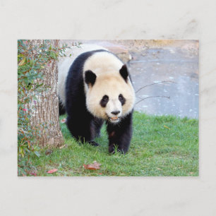 Postcard Photo giant panda , animals 0328.