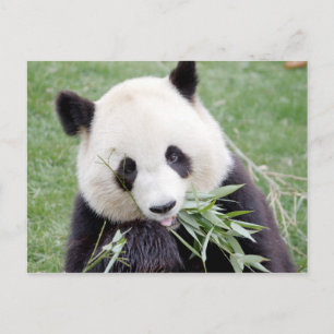 Postcard Photo giant panda , animals 0330.