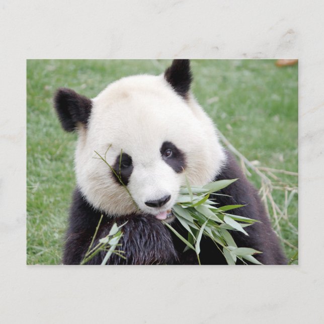 Postcard Photo giant panda , animals 0330. (Front)