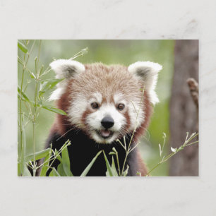 Postcard Photo red panda , animals 0503.