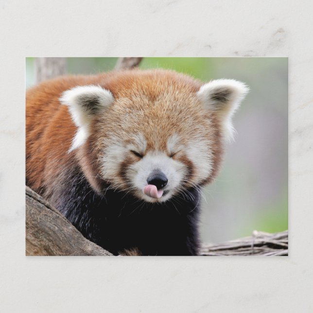 Postcard Photo red panda , animals 0504. (Front)