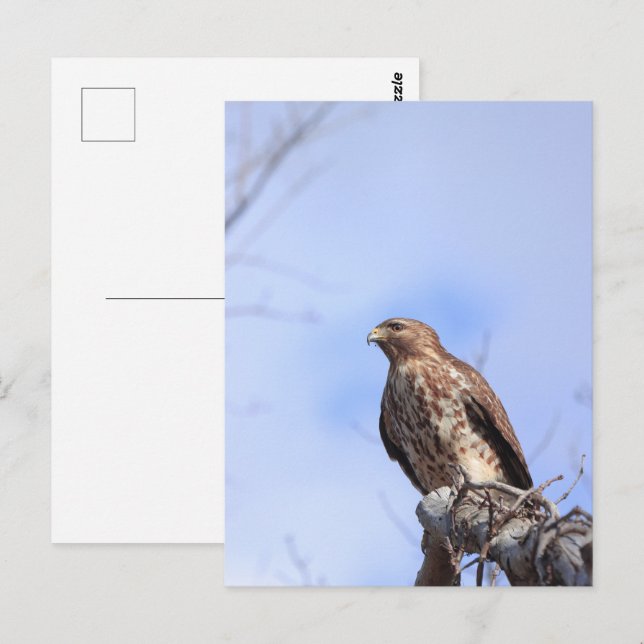 Postcard picture juvenile red shouldered hawk (Front/Back)
