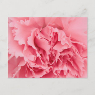 Postcard Pink Carnation Close Up