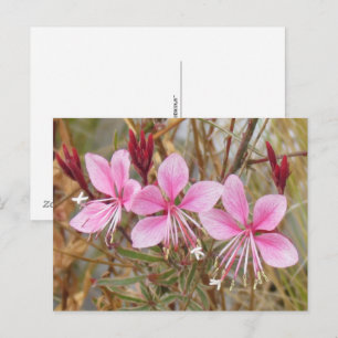 Postcard - Pink Guara