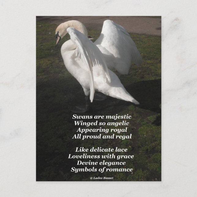 Postcard Poem Swans Are Majestic By Ladee Basset (Front)