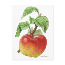Postcard "Pomme Jeanne Hardy"