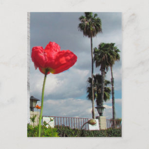 Postcard - Poppy Aspirations