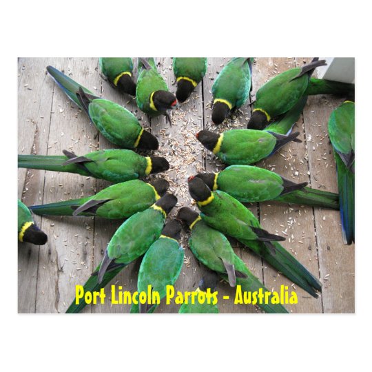 POSTCARD - Port Lincoln Parrots Australia