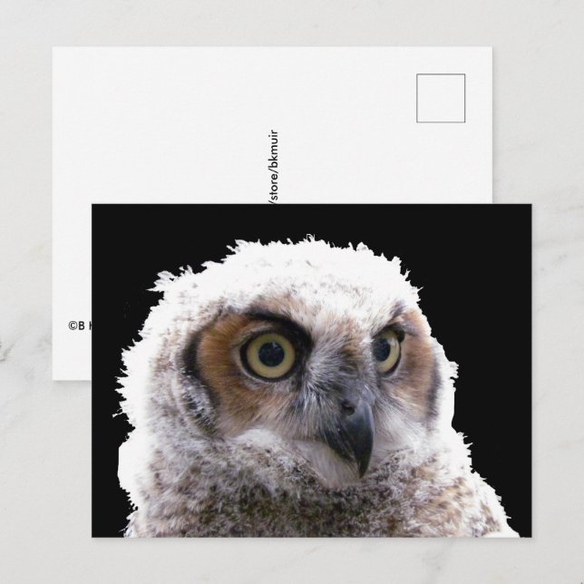 Postcard - Portrait of Young Owl (Front/Back)