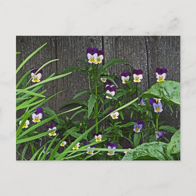 postcard, "PRETTY LITTLE VIOLAS" Postcard (Front)