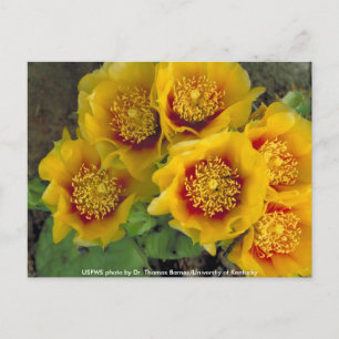 Postcard / Prickly Pear Cactus