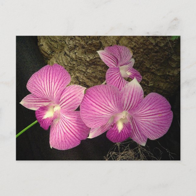 Postcard: Purple Striped Orchids Postcard (Front)