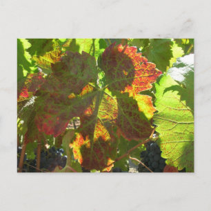 Postcard - Red Grape Leaf on Vine