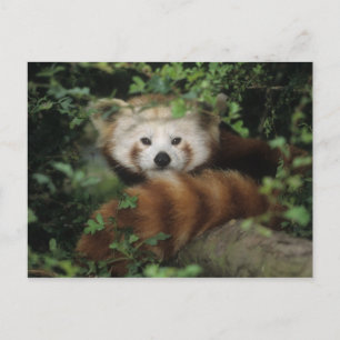 Postcard - red panda
