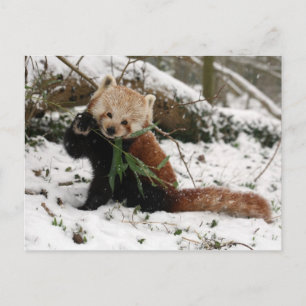Postcard - red panda 2