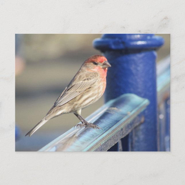 Postcard - Red Sparrow on Blue fence (Front)