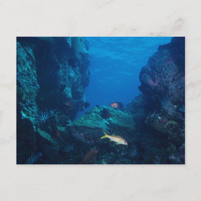 Postcard - Reef scene in Moorea, French Polynesia (Front)