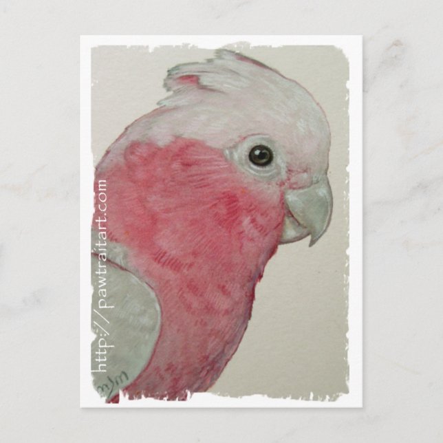 Postcard - Rose Breasted Cockatoo (Front)