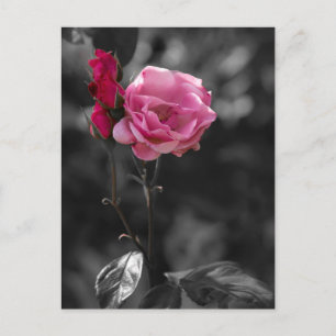 Postcard - Rose Shades of Devotion