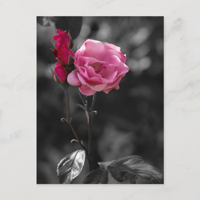 Postcard - Rose Shades of Devotion (Front)