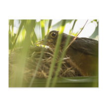 Postcard - Sabiá-Laranjeira | Paragraph 11