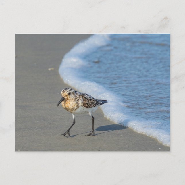 Postcard - Sandpiper on the Beach (Front)