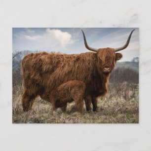 Postcard Scottish Highland with calf