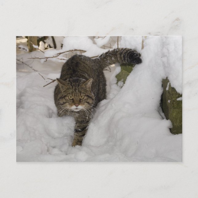 Postcard - Scottish wildcat (Front)