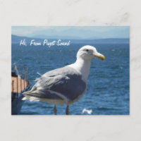Postcard: Seagull #1