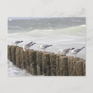 Postcard: Seagulls Postcard