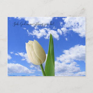 Postcard Seek God White Tulip Blue Sky