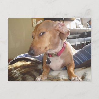 Postcard Side Eye Dog Meme