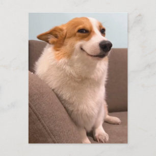 Postcard Smiling Corgi Meme
