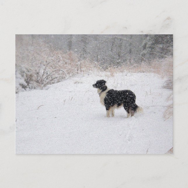 postcard - Snowy Border Collie (Front)