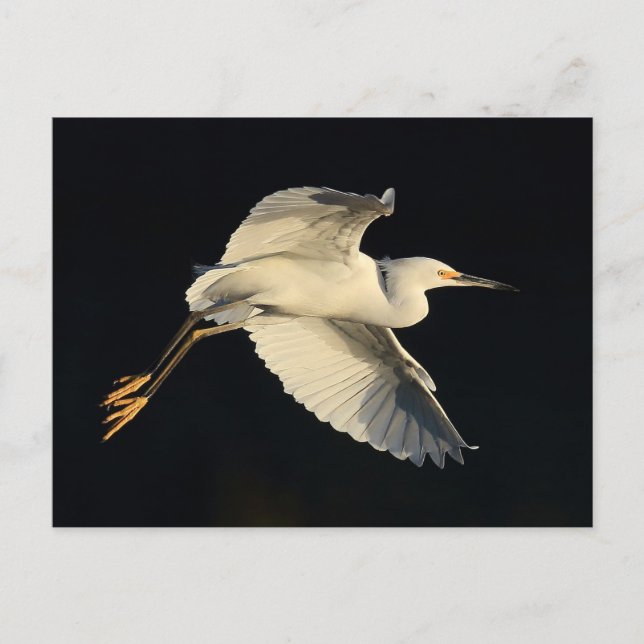 Postcard - Snowy egret flyby (Front)