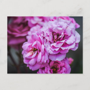  Postcard Soft Pink Roses 