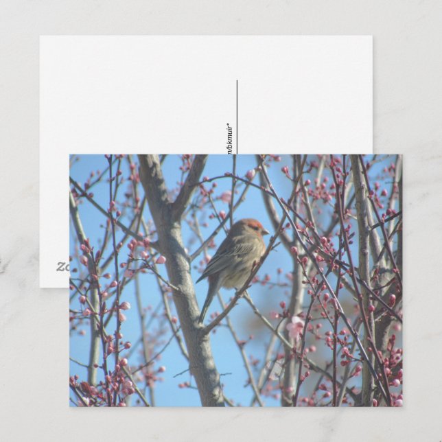 Postcard - Spring Perch (Front/Back)