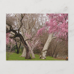 POSTCARD - Springtime in Chico, CA