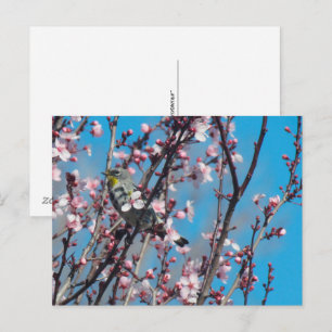 Postcard - Springtime Sparrow