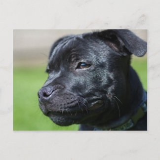 postcard stafford shire bullterrier