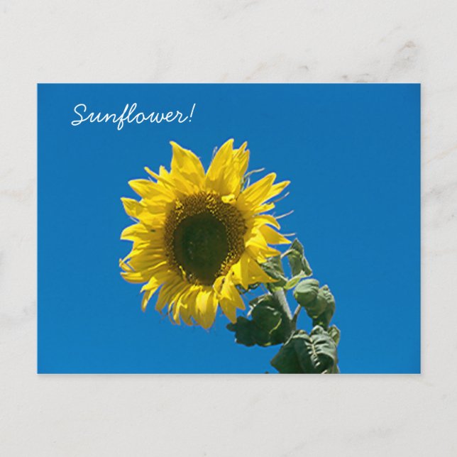 Postcard -  Sunflower! (Front)
