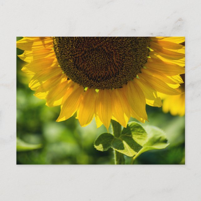 Postcard Sunflower In Bloom Photography (Front)