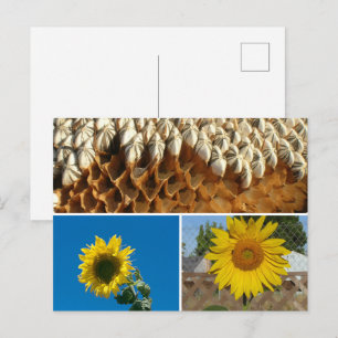 Postcard - Sunflowers