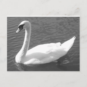 Postcard - Swan in Black & White