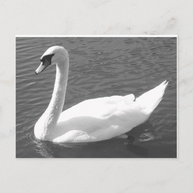 Postcard - Swan in Black & White (Front)