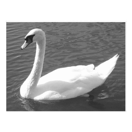 Postcard - Swan in Black & White