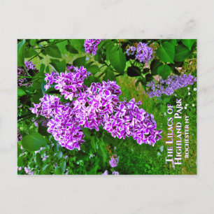 Postcard - The Purple Lilacs of Highland Park