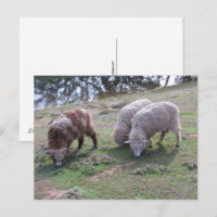 Postcard - Three Sheep